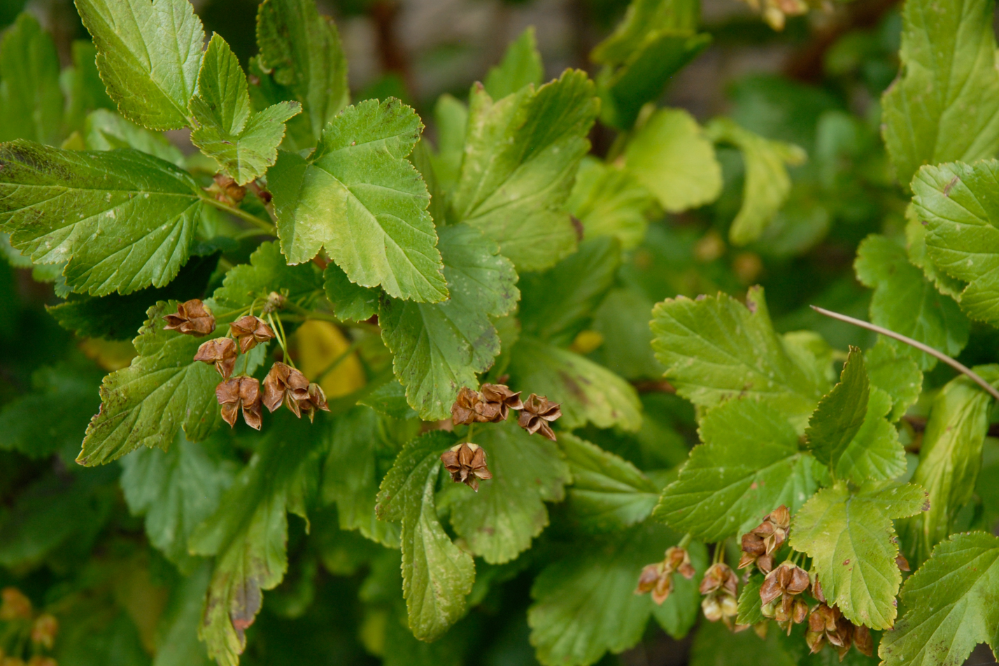 Dart's Gold Ninebark